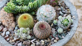 Planting Cactus🌵