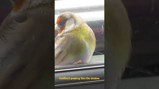 Goldfinch looking thru the window.