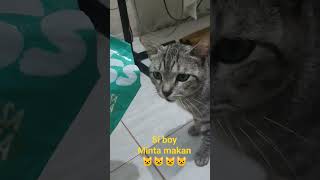 siboy kucing jinak kaliren