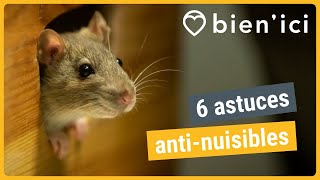 Rats, cafards, punaises de lit : 6 tips pour les éloigner de chez soi | CONSEILS IMMO | BIEN'ICI