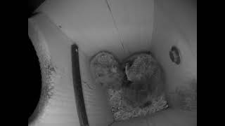 Owlets Fight Over Rodent, Mom Makes Them Share