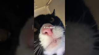 #youtubeshorts #cat #funny