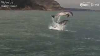 Dolphins off Ventnor