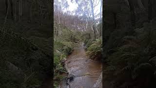 #short#video#flowing river#green#trees#forest river#amazing#view#watching# happy#mood#🥰🤗🤩😘😍#fall#😍😘#