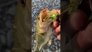 Early spring bass fishing, using a micro jig #Fishing,Colorado #Fishing,DowntownDenver #BassFishing