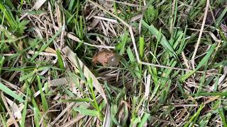 Spring Peepers: Small yet VERY Loud