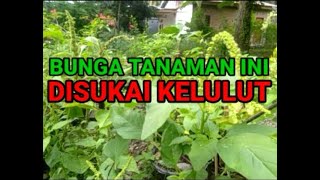 Bunga Tanaman Sayur Ini Ternyata Disenangi Kelulut