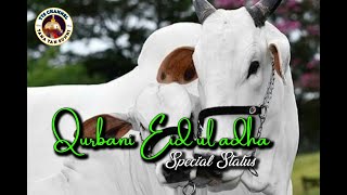 Qurbani Status 🐐|| Bakra Eid Mubarak Status🫂 Eid Ul Adha Mubarak || Eid Mubarak Status