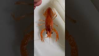 Update time. Crawfish ( orange and a blue ) found in my pond.