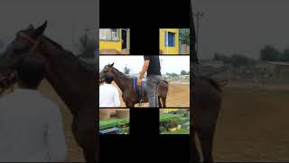 Horse Riding Adventure Vlog #horse #horseriding #horselover #horsebackriding #gurgaonhorseclub #2022