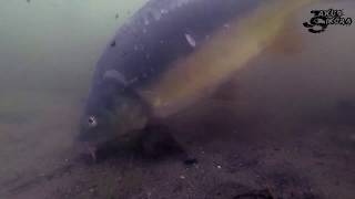 Carps and breams feeding