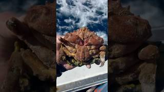 Check out this crazy looking crab! #animals #ocean #nature #shorts #youtube #trending #explore