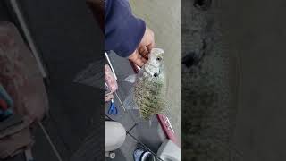 Got a nice Black Crappie. they are protecting the nest.