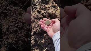 Коп как он есть. Крупная монета #shorts #metaldetecting #другаяжизнь #крупнаямонета #копкаконесть