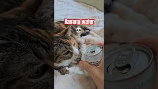 Getting Her Reaction To Banana Water Best Drink Ever For Real #funny #cat #shorts