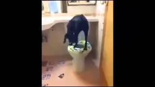 Smart dog toilet training