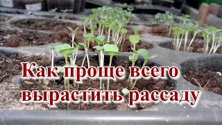 Рассада в кассетах - простая технология. Доступно для дачников!