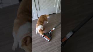 Corgi hates the vacuum #corgi #dogs #funnypets