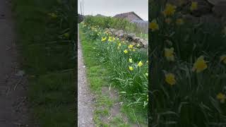 Daffodils unlimited #scotland