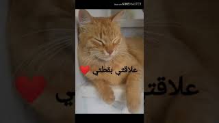 رائع جدا❤ علاقتي بقطتى❤