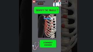 Identify the Muscle of upper limb quiz #anatomy #humananatomy #upperlimuscles