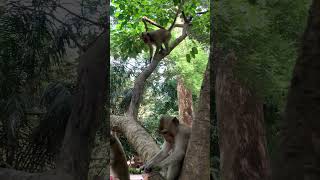 Adorable monkey was happy to play with lady from US