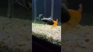 Culpter fish hunting gold fish#fish#shorts#viral