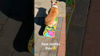 Dog Skating Like a Pro🤔