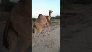 Female camel running.. #yshorts #viralshorts