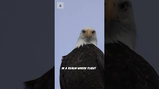 The Fierce and Deadly Eagle - Nature's Aerial Assassin!