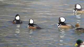 Hooded Merganser, Alert!