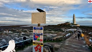 Winter Wonderland at Northumberland Lighthouse: Witnessing Enchanting Seals!