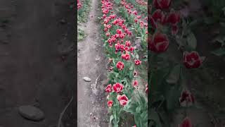 Exploring tulip farm #minivlog #summervibes