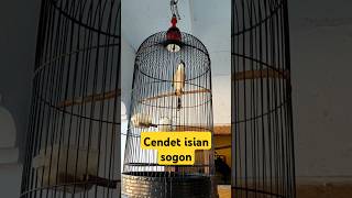 Burung cendet cerdas, fasih menirukan burung sogon #cendetprestasi #cendetgacor