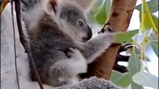 Lovely Koala baby & mom