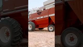 3790 combine wheat harvesting with strew...