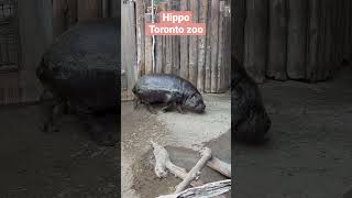 Hippo Toronto Zoo