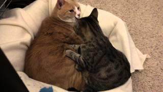 kitten massaging older cat