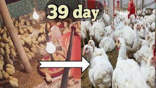 1 to 39 day and lifting boiler poultry