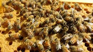 Recognizing a Virgin Queen Bee in a Hive