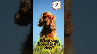 Guess the dog breed part 10 #dog #dogs #dogbreed #dogbreeds #dogquiz