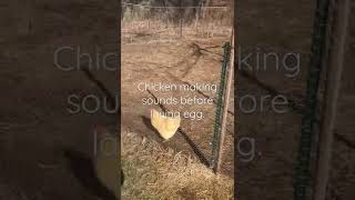 Chickens making sound before laying egg