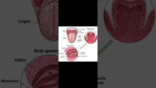 Potencial de ação de neurônios ligados à papilas gustativas