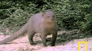 GREATEST HIT VIDEO CLIPS   Cobra vs  Mongoose Colleccted BY M Rashid Siddiqi evergreenpeople@yahoo com