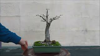 Acer Campestre broom Bonsai 5