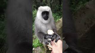 Cute monkey, langur monkey feeding, funny monkey moments #funnymammals #cutemonkey #cuteanimals