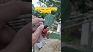 nemu anggur hutan lagi 🤤rasanya di jamin manis bangetttt bikin ngiler teruss