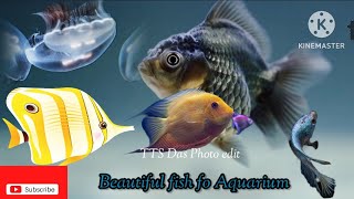 Beautiful fish in, Fish Aquarium setup,