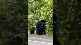 Beautiful mama black bear with her three cubs #shorts #fyp #bear #asheville #northcarolina #nature