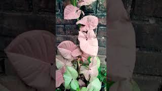 pink Syngonium #shorts #reels #shortfeed #shortvideo #youtubeshorts #pinksyngonium #viral